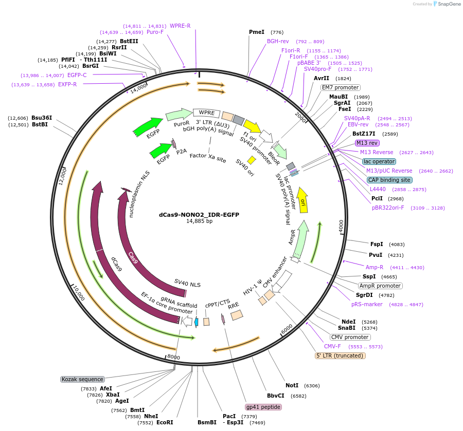 232765-plasmid-map-sequence-id-462111