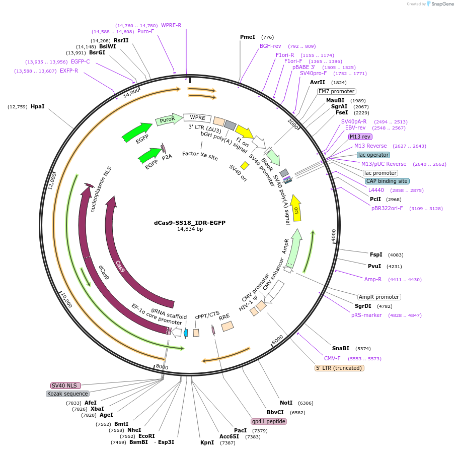 232763-plasmid-map-sequence-id-462112
