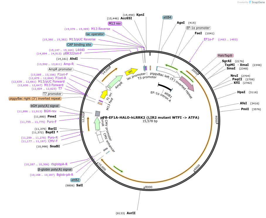 229743-plasmid-map-sequence-id-462113