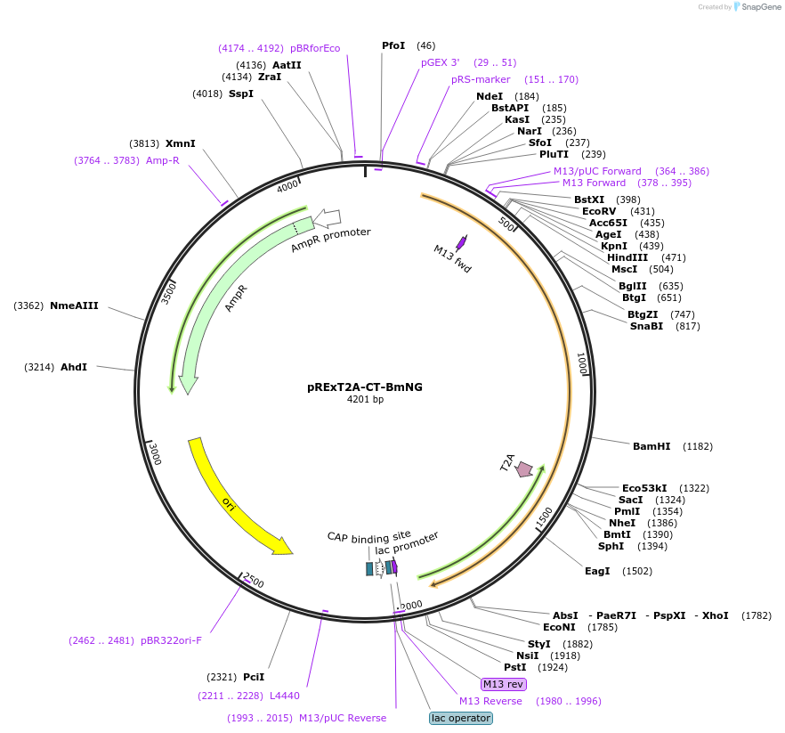232207-plasmid-map-sequence-id-462116