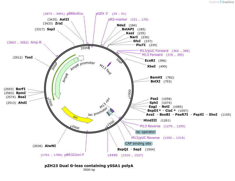 231647-plasmid-map-sequence-id-462117