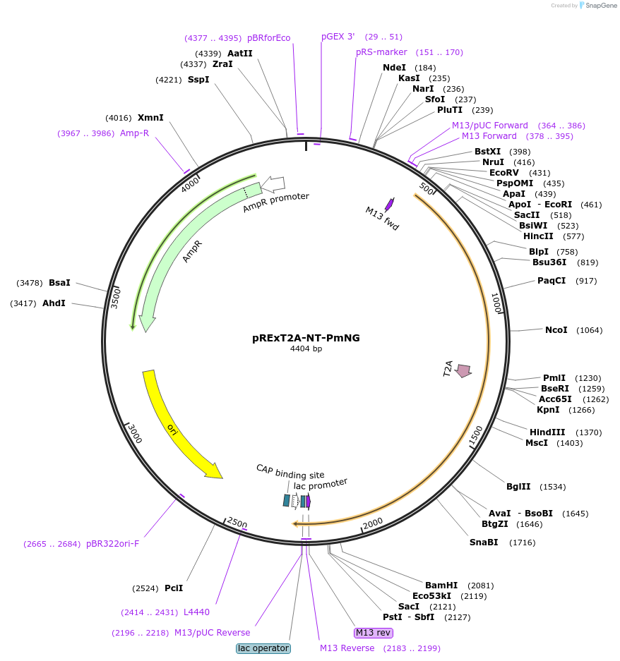 232200-plasmid-map-sequence-id-462118