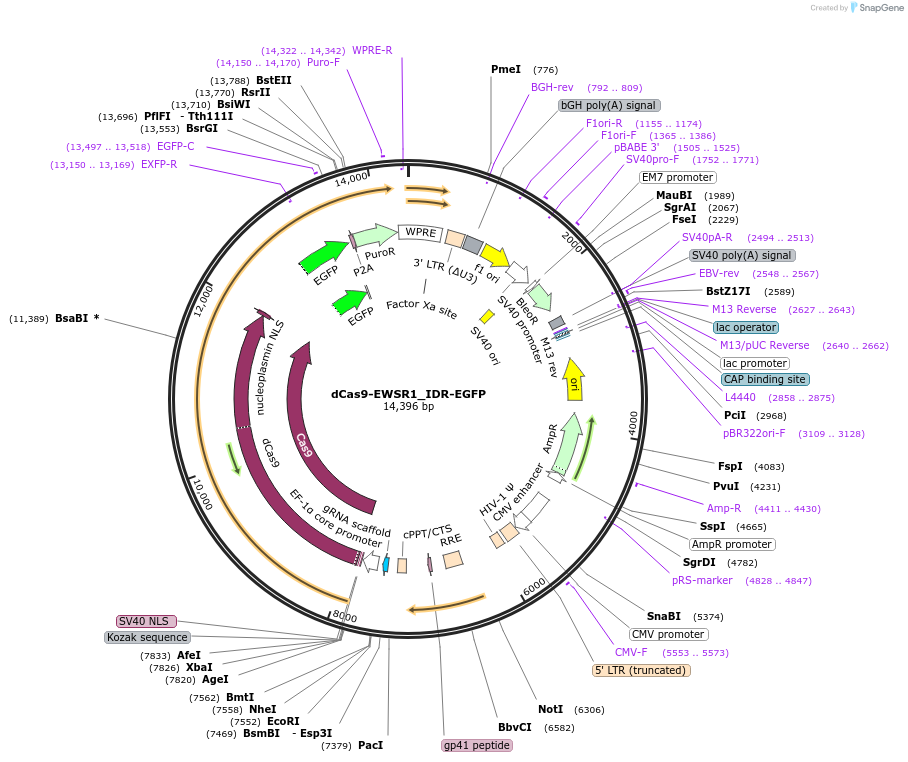 232762-plasmid-map-sequence-id-462119