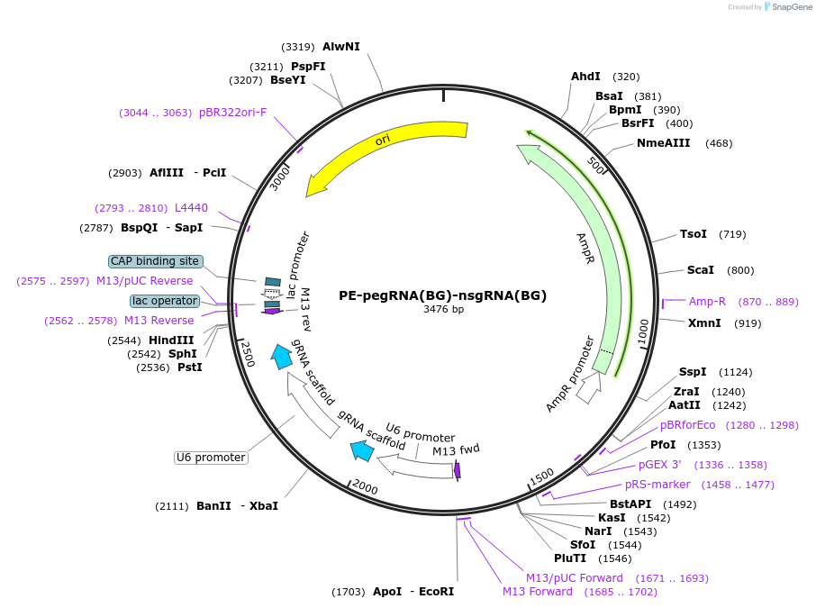 232727-plasmid-map-sequence-id-462122