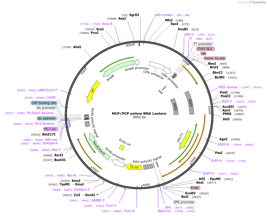 226096-plasmid-map-sequence-id-462131