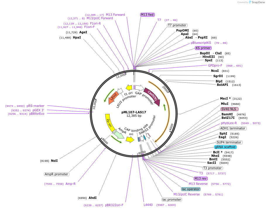 232892-plasmid-map-sequence-id-462139