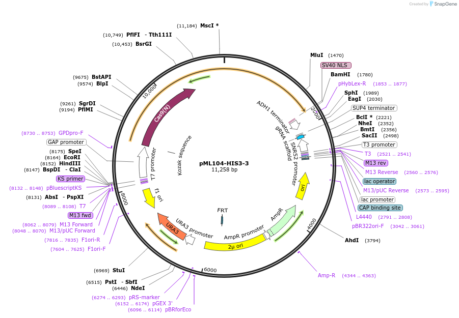 232882-plasmid-map-sequence-id-462144