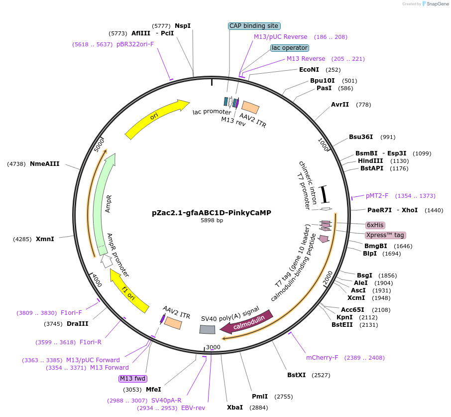 232859-plasmid-map-sequence-id-462146