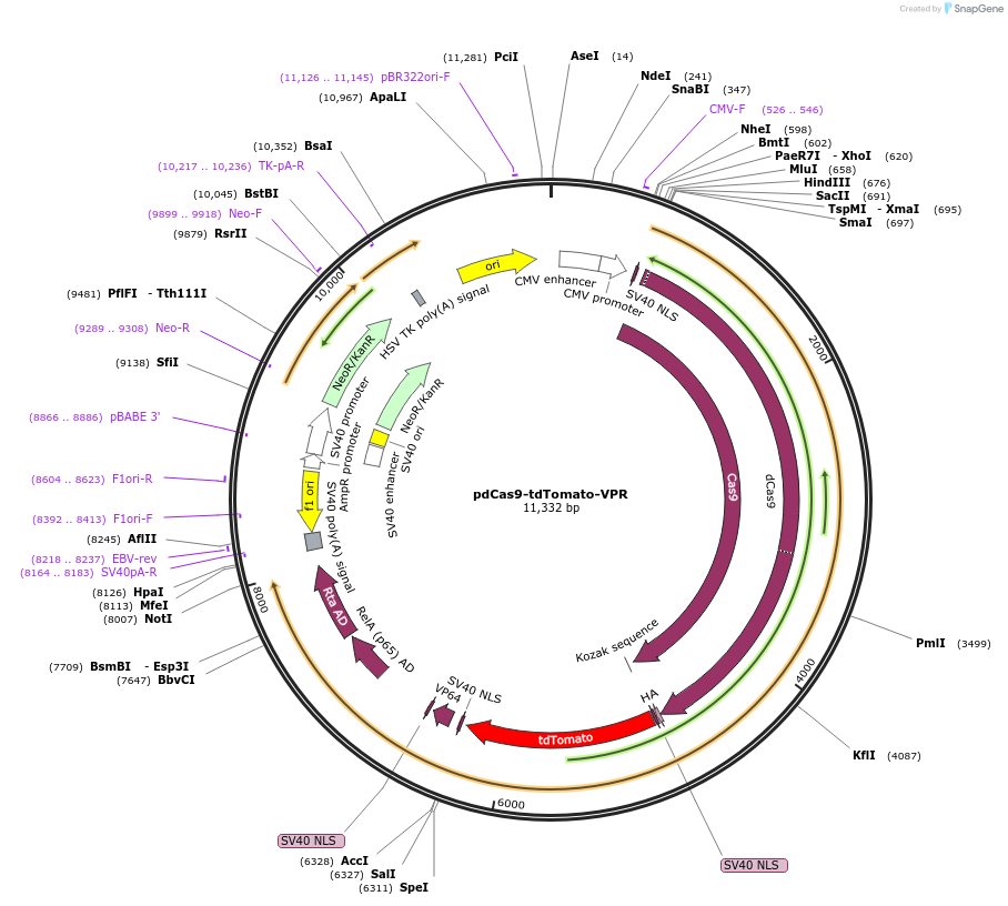 232632-plasmid-map-sequence-id-462149