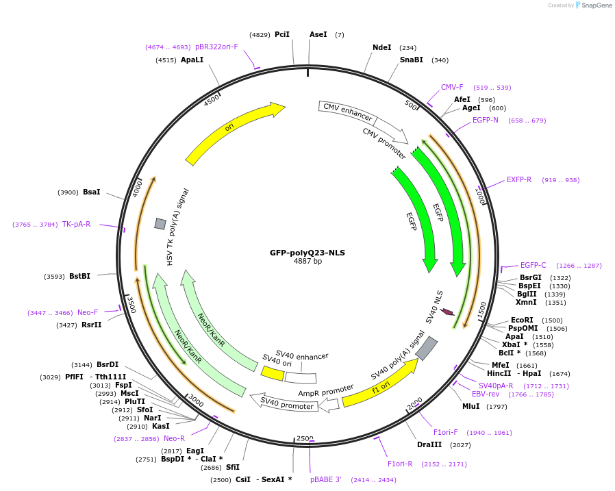 231891-plasmid-map-sequence-id-462159