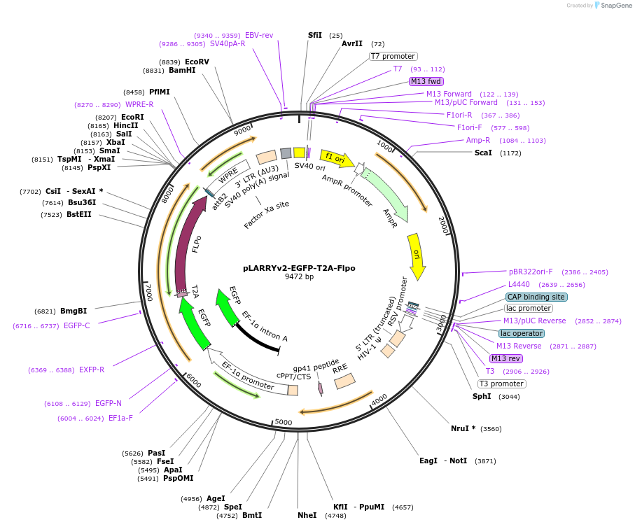 233212-plasmid-map-sequence-id-462162