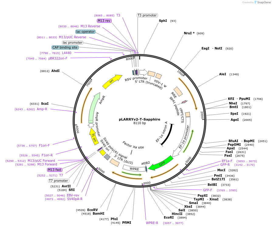 233209-plasmid-map-sequence-id-462163