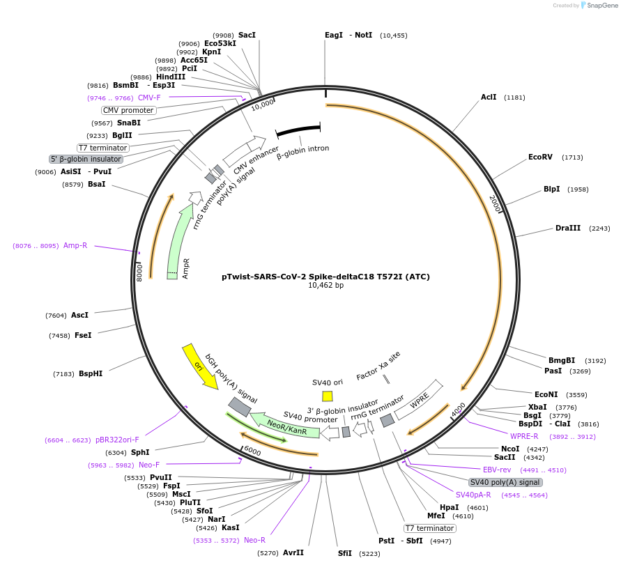 212404-plasmid-map-sequence-id-462170