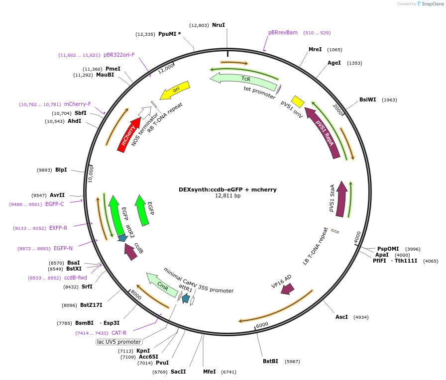 233312-plasmid-map-sequence-id-462179