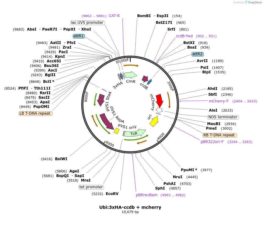 233301-plasmid-map-sequence-id-462180