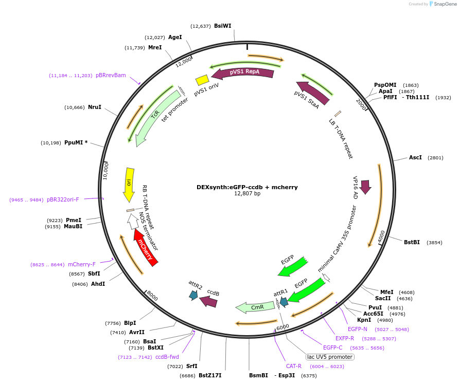 233311-plasmid-map-sequence-id-462181