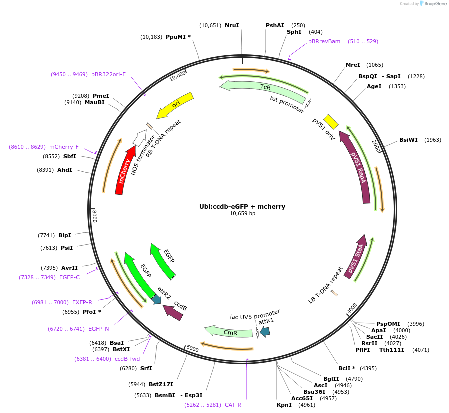 233300-plasmid-map-sequence-id-462182