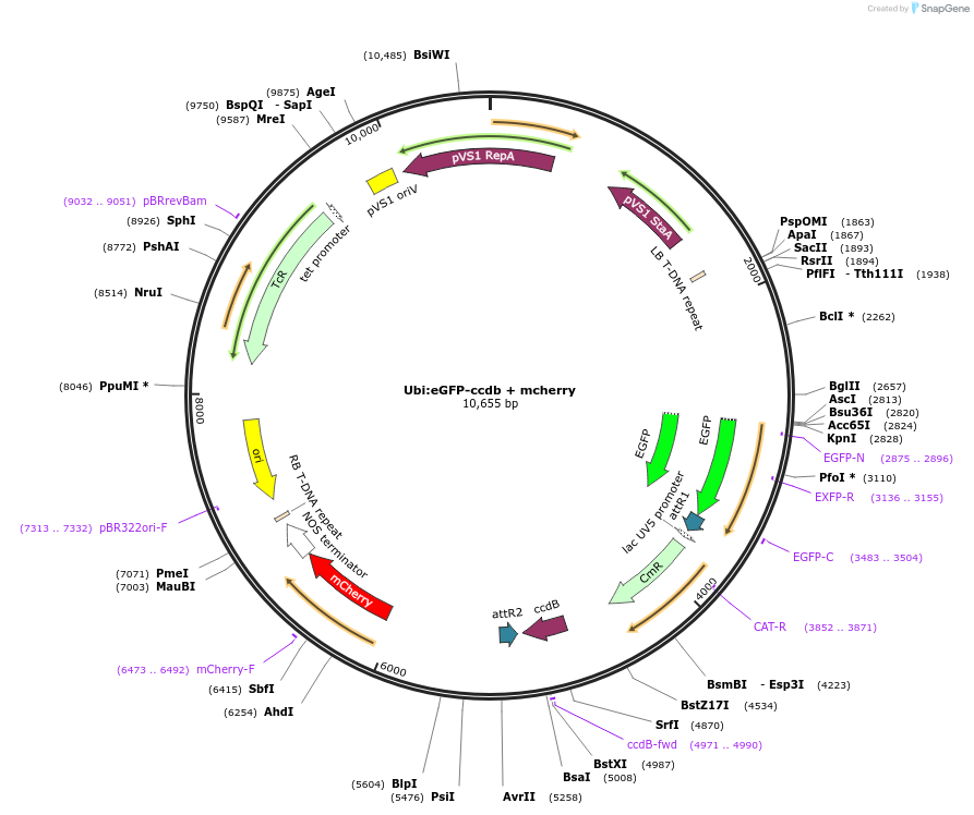 233299-plasmid-map-sequence-id-462183