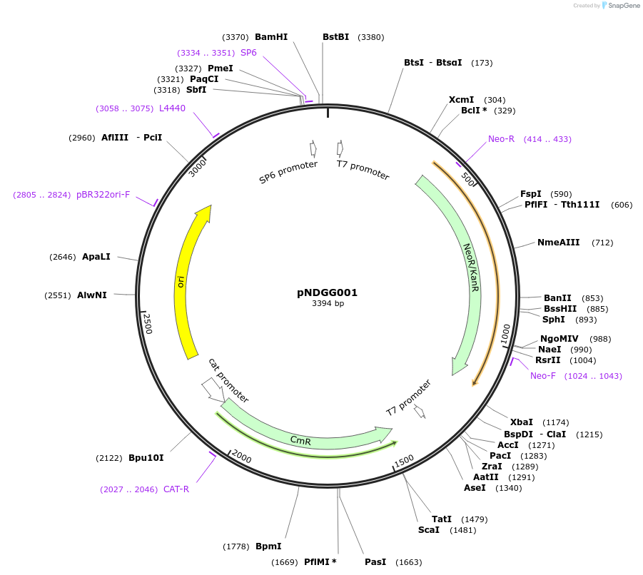 231307-plasmid-map-sequence-id-462186