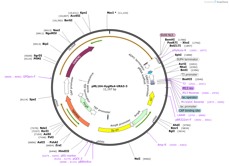 232886-plasmid-map-sequence-id-462214