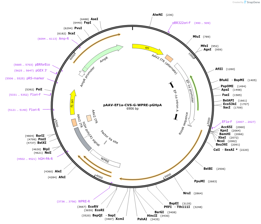 67528-plasmid-map-sequence-id-462228