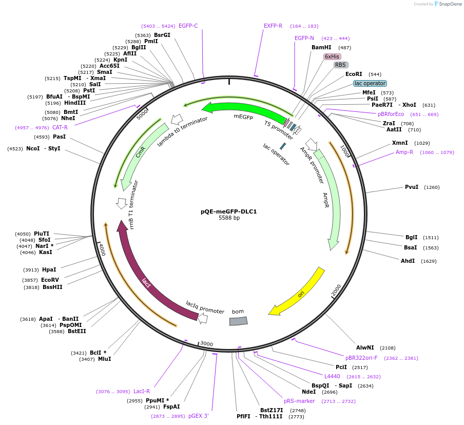 192048-plasmid-map-sequence-id-462233
