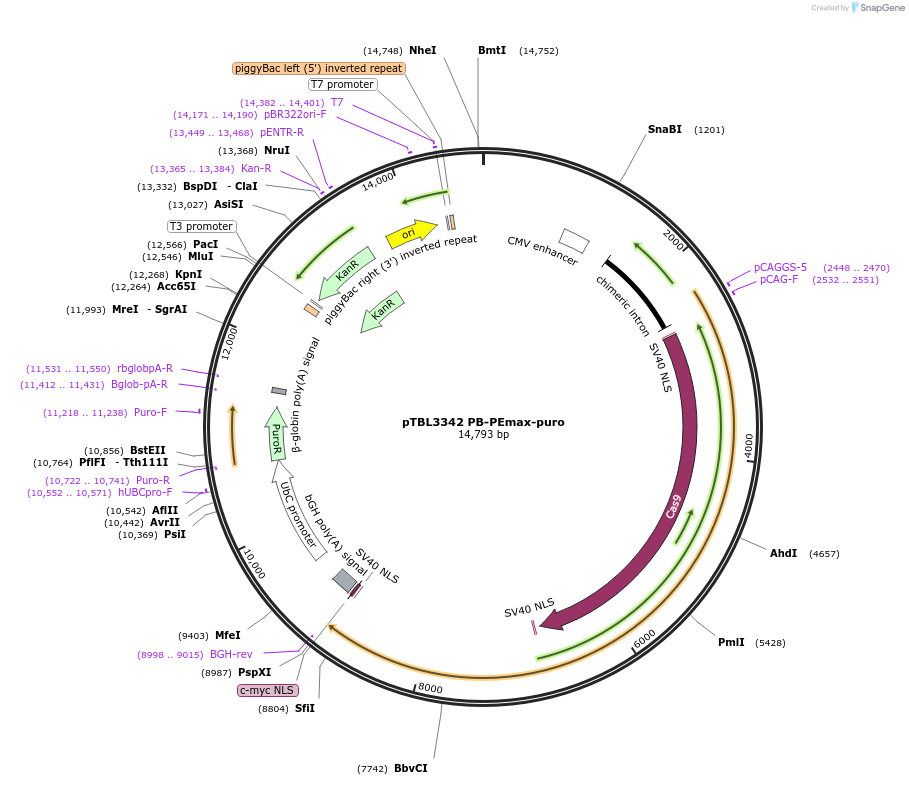 226674-plasmid-map-sequence-id-462235