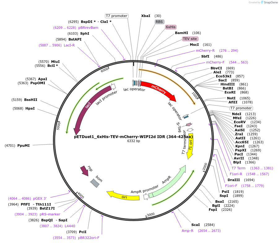 223790-plasmid-map-sequence-id-462273