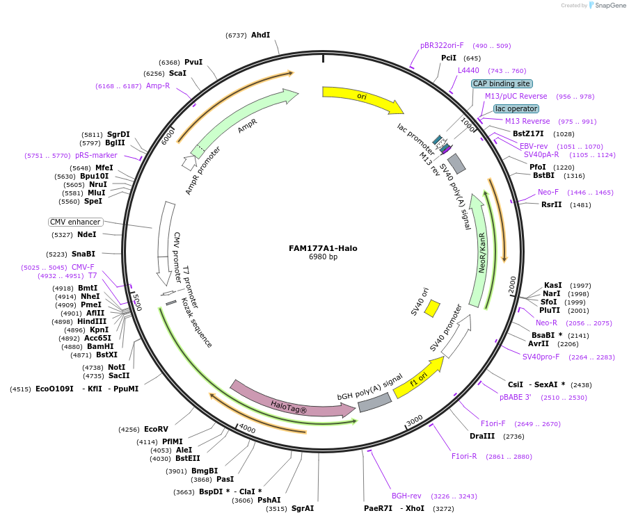 224591-plasmid-map-sequence-id-462275