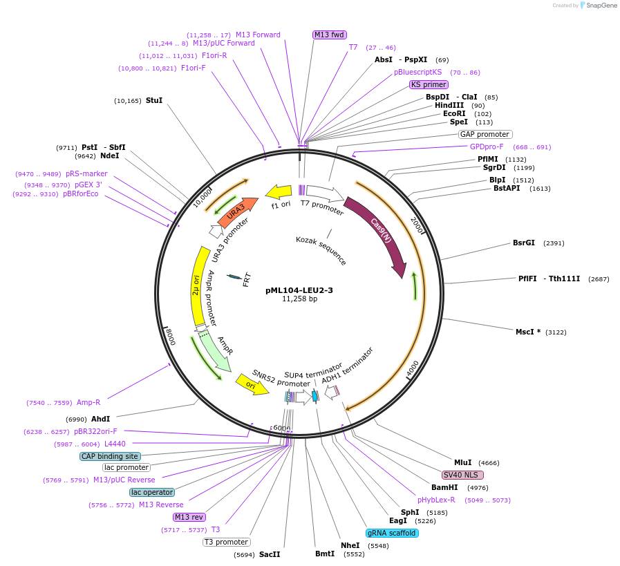 232894-plasmid-map-sequence-id-462276