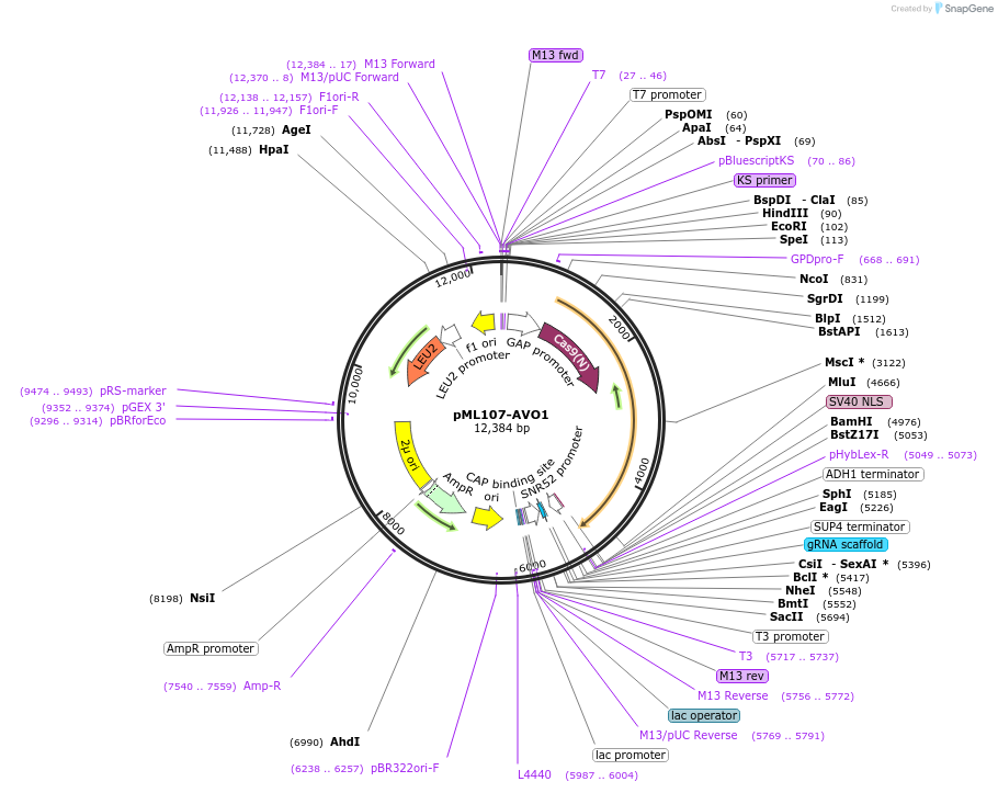 232889-plasmid-map-sequence-id-462277
