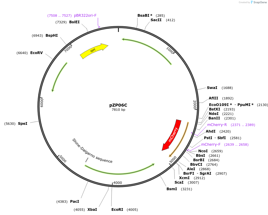 232322-plasmid-map-sequence-id-462278