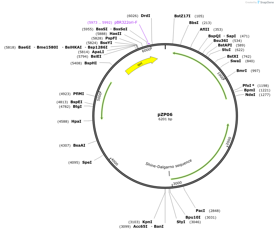 232320-plasmid-map-sequence-id-462279