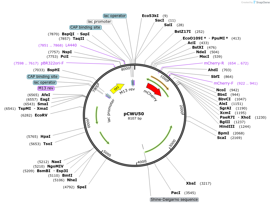 232318-plasmid-map-sequence-id-462281