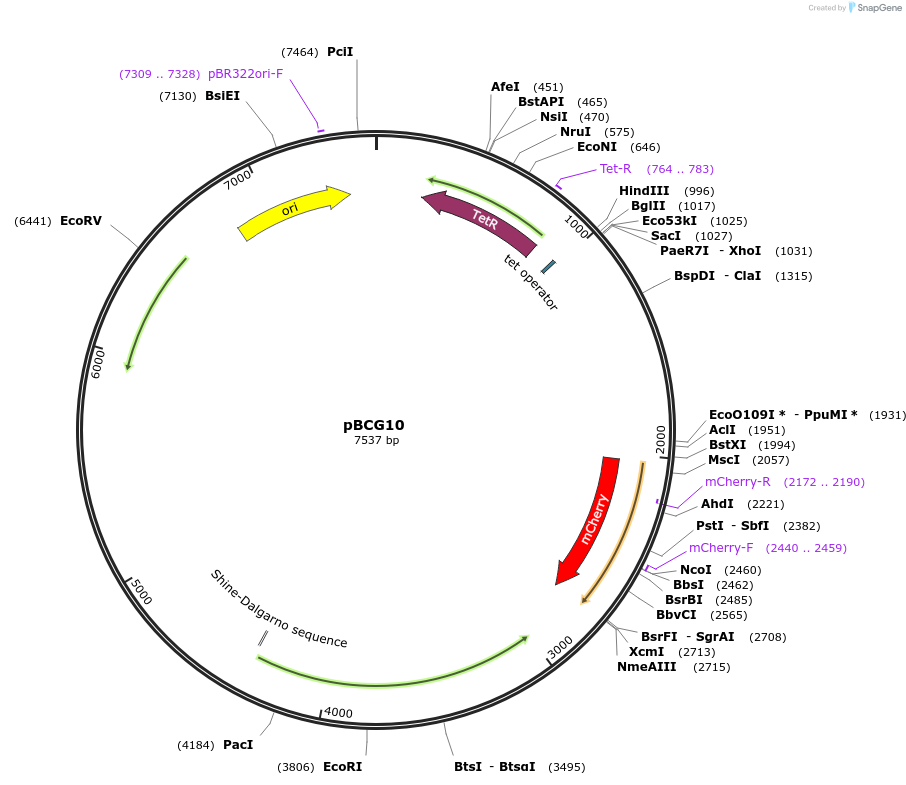 232323-plasmid-map-sequence-id-462282