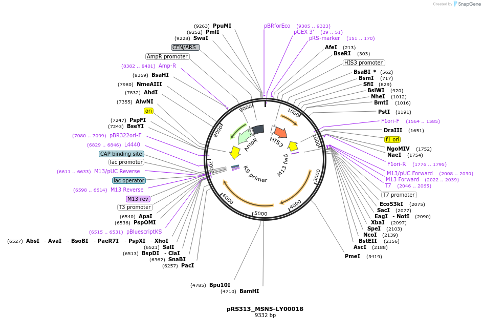 232903-plasmid-map-sequence-id-462290