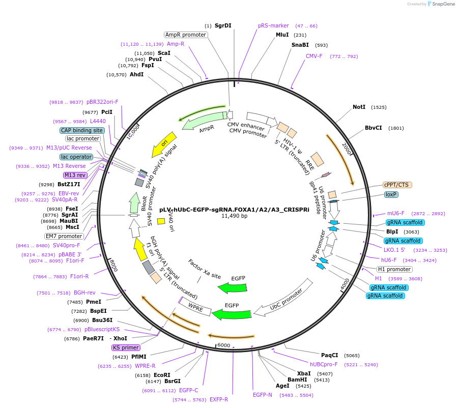 216166-plasmid-map-sequence-id-462291