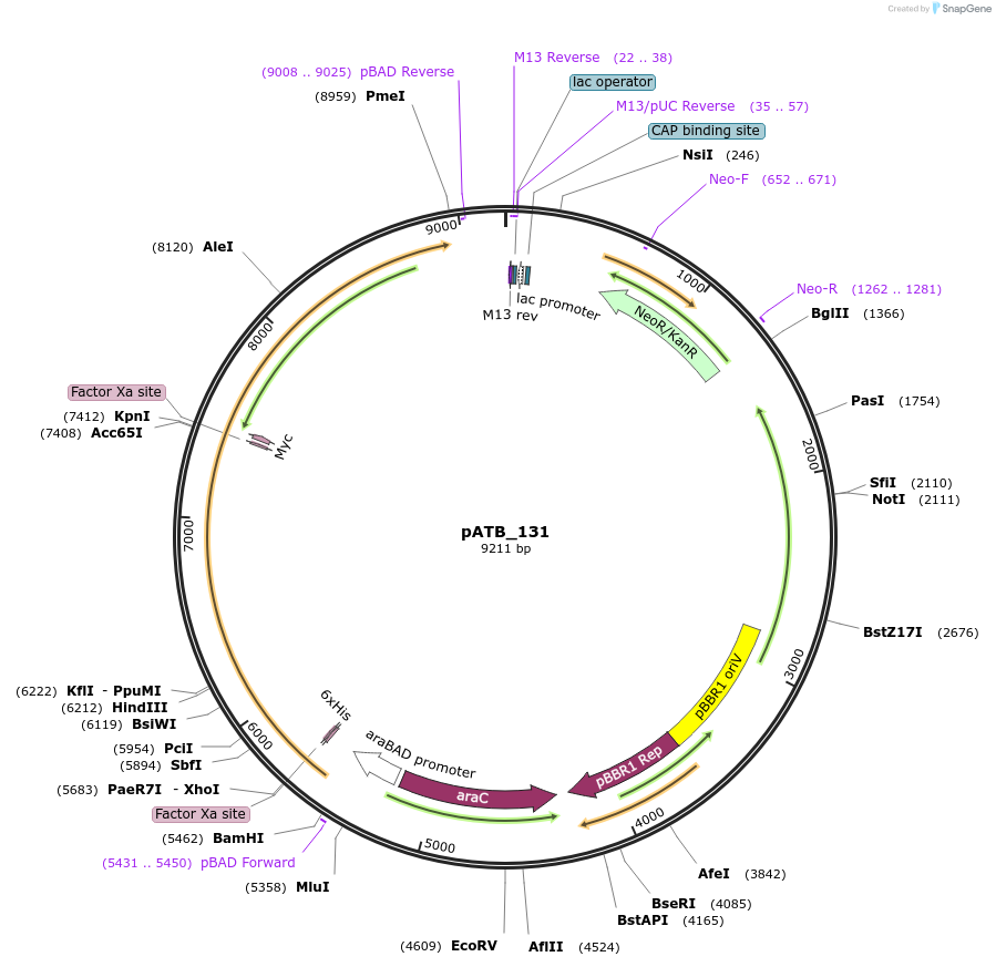 226026-plasmid-map-sequence-id-462292