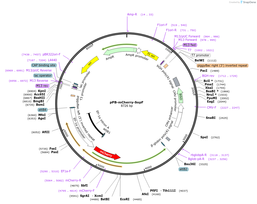 229745-plasmid-map-sequence-id-462293