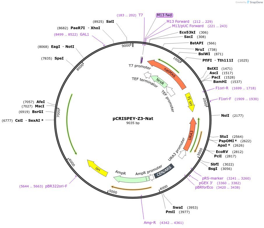 232100-plasmid-map-sequence-id-462302