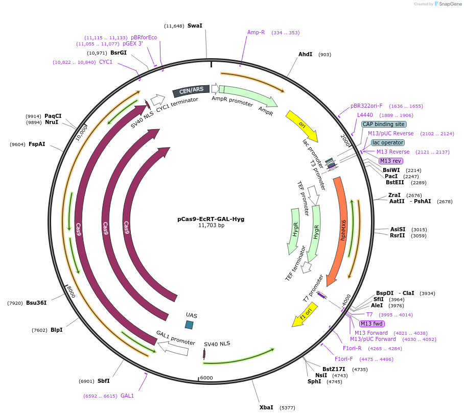 232091-plasmid-map-sequence-id-462304