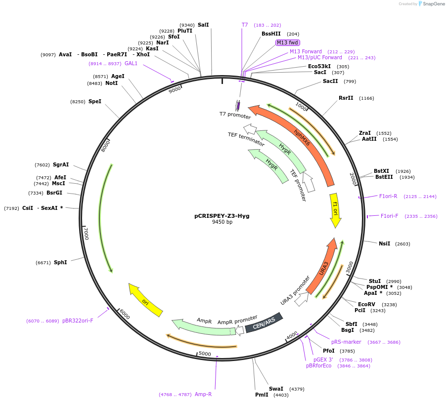 232101-plasmid-map-sequence-id-462305