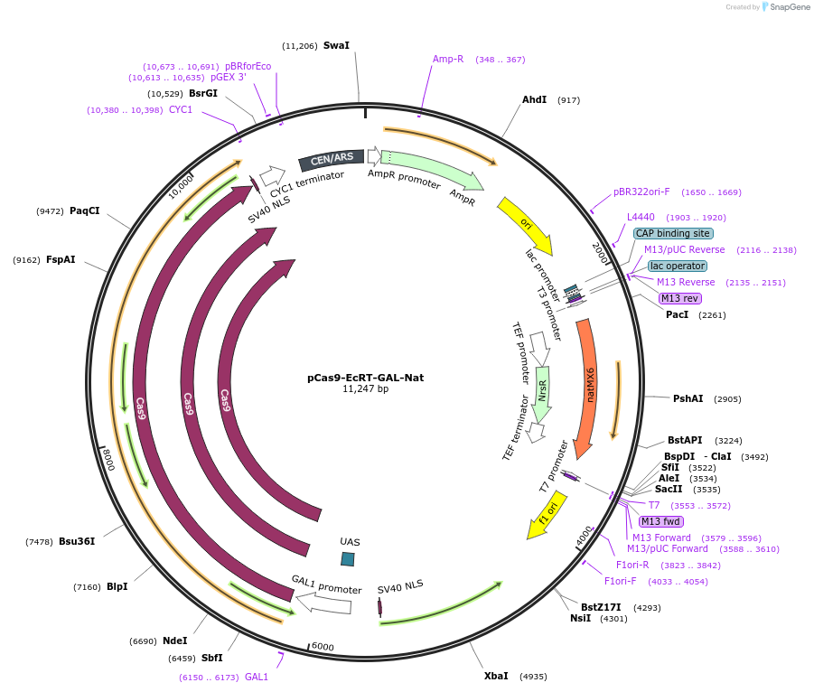 232090-plasmid-map-sequence-id-462306