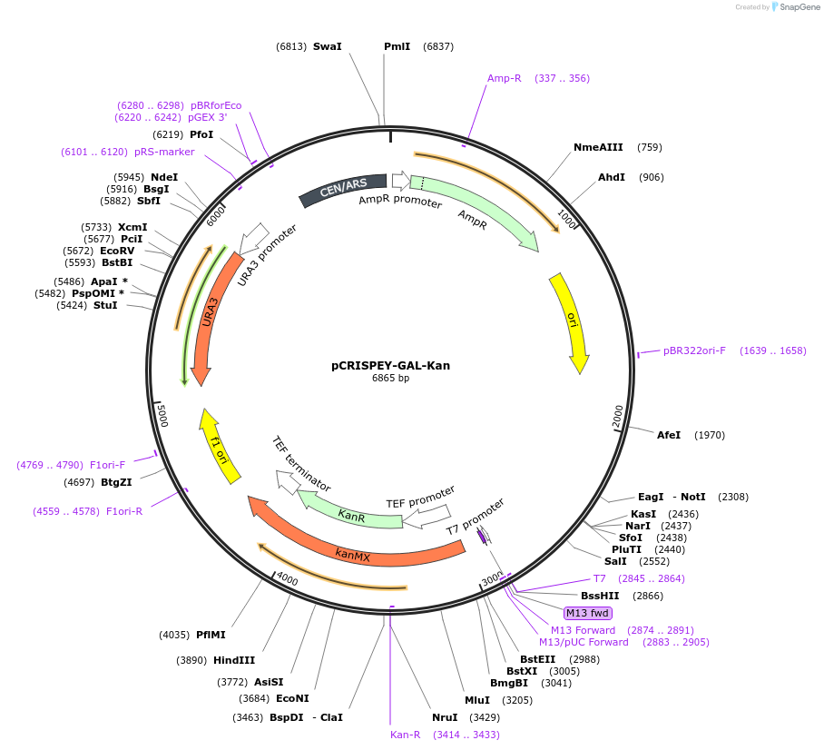 232099-plasmid-map-sequence-id-462307