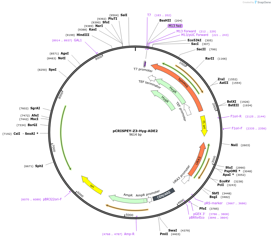 232107-plasmid-map-sequence-id-462308