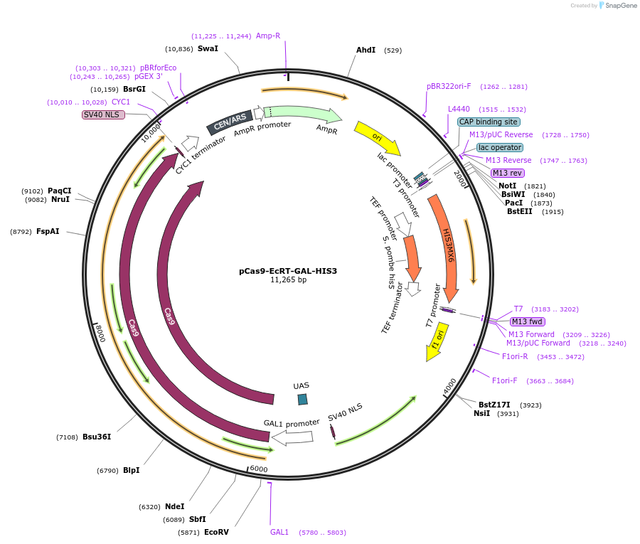 232093-plasmid-map-sequence-id-462313