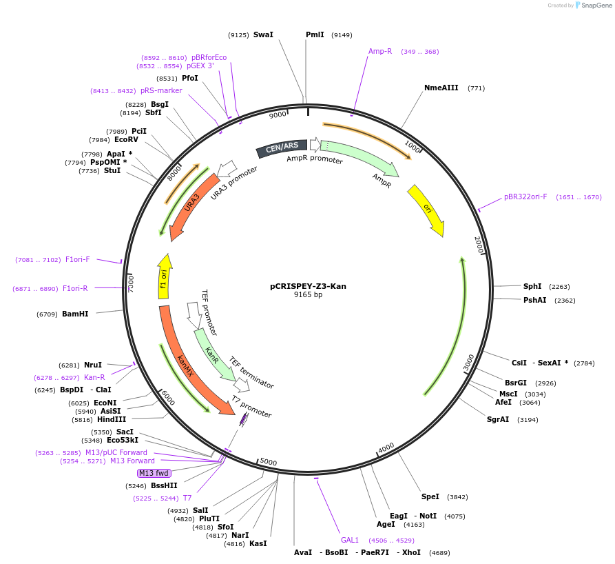 232102-plasmid-map-sequence-id-462314