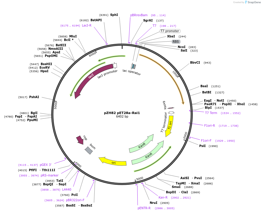 231651-plasmid-map-sequence-id-462321