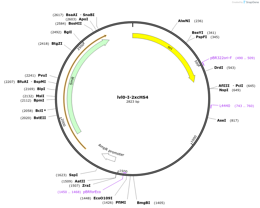 229160-plasmid-map-sequence-id-462322