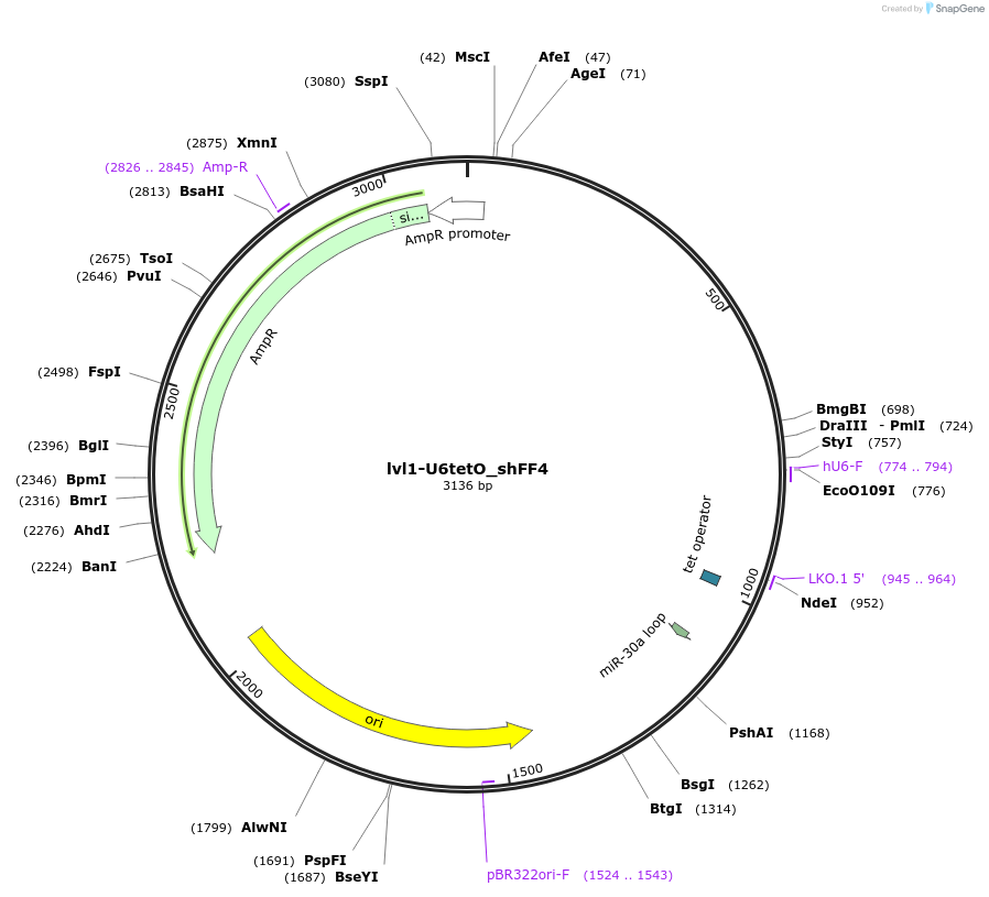 229207-plasmid-map-sequence-id-462325